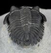 Hollardops Trilobite - Great Eyes #57775-3